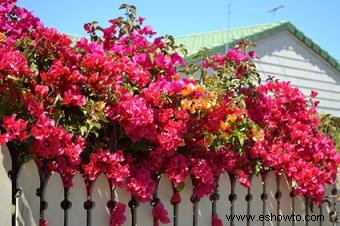 Plantas comunes con espinas