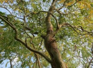 Sauce Sacacorchos (Salix matsudana): Guía Completa de Características, Cuidados y Cultivo