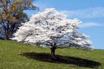 Árbol de Cornejo