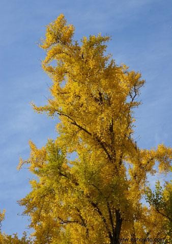 Árboles de rápido crecimiento