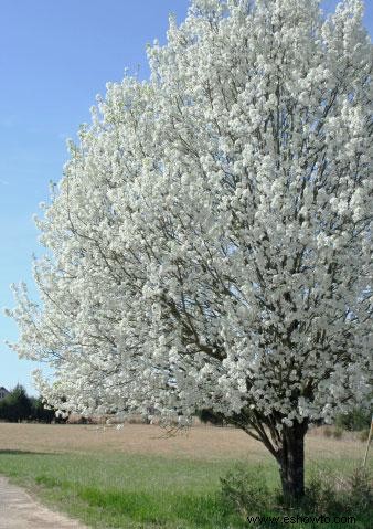 Árboles de rápido crecimiento