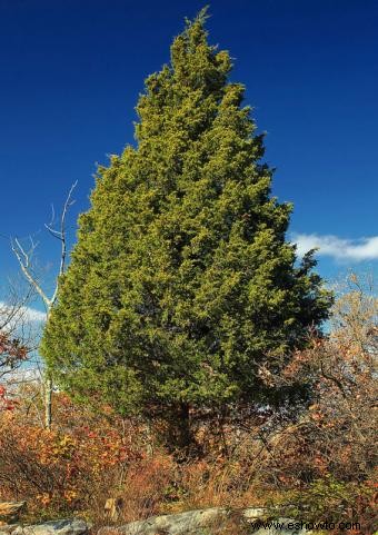 Árboles de rápido crecimiento