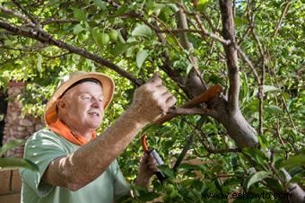 Instrucciones para podar árboles frutales