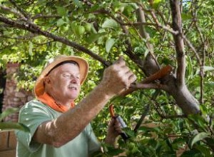 Guía Completa para Podar Árboles Frutales: Técnicas Profesionales y Consejos Expertos