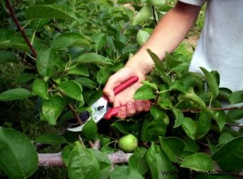 Instrucciones para podar árboles frutales