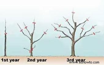 Instrucciones para podar árboles frutales