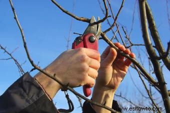 Instrucciones para podar árboles frutales