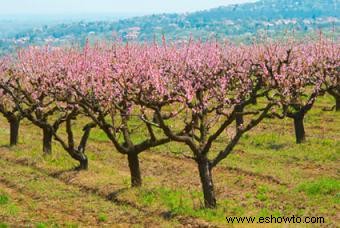 Instrucciones para podar árboles frutales