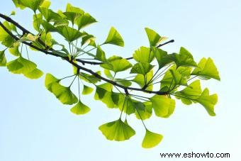 Árbol de ginkgo biloba 101 para jardineros y aficionados a la jardinería