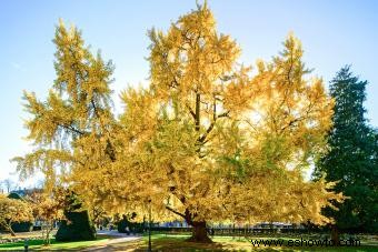 Árbol de ginkgo biloba 101 para jardineros y aficionados a la jardinería