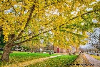 Árbol de ginkgo biloba 101 para jardineros y aficionados a la jardinería