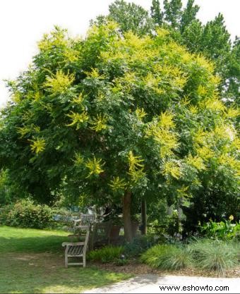 Árbol de lluvia dorada