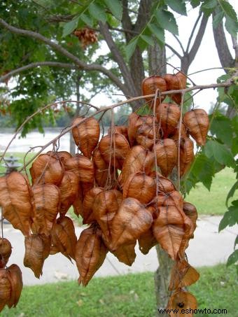 Árbol de lluvia dorada