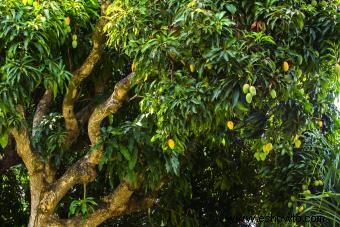 Cultivo de árboles de mango