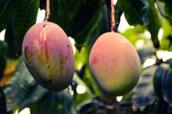 Cultivo de árboles de mango