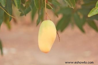 Cultivo de árboles de mango