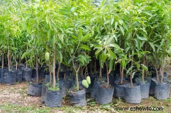 Cultivo de árboles de mango
