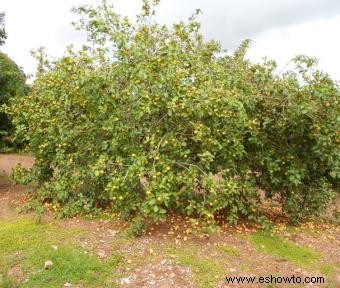 Árboles de guayaba