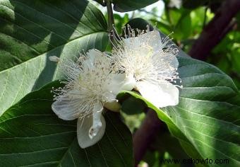 Árboles de guayaba