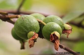 Árboles de guayaba