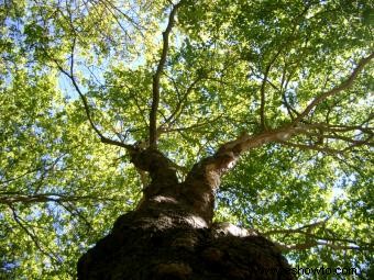 Guía para el mantenimiento de árboles