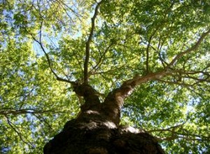 Guía Completa de Mantenimiento de Árboles: Consejos Expertos para un Jardín Saludable