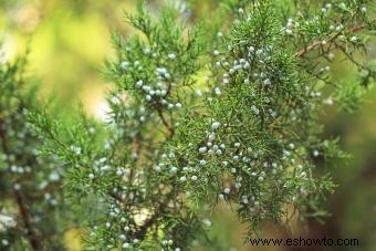 Cómo identificar las hojas de los árboles