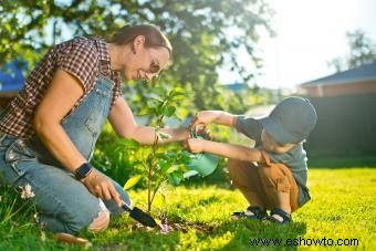 Cómo plantar un árbol que prosperará durante años