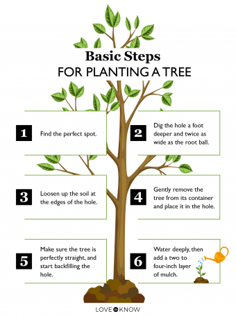 Cómo plantar un árbol que prosperará durante años