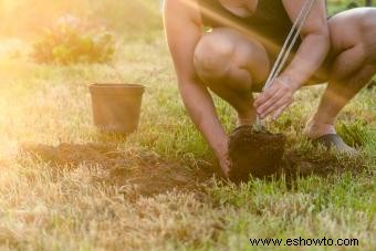 Cómo plantar un árbol que prosperará durante años