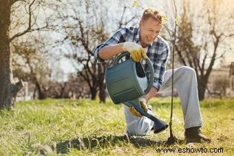 Cómo plantar un árbol que prosperará durante años