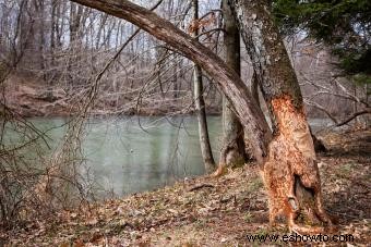 Cómo salvar un árbol con corteza dañada