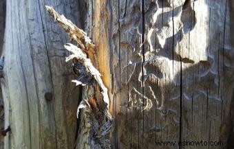 Cómo salvar un árbol con corteza dañada