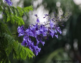 Árboles de Jacaranda