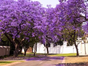 Árboles de Jacaranda