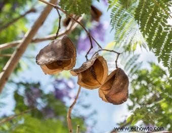 Árboles de Jacaranda