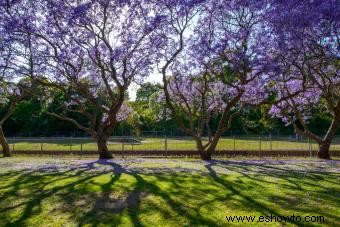 Árboles de Jacaranda