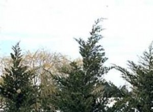 Enebro (Juniperus): Guía Completa de Descripción, Cultivo y Variedades