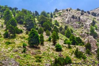 Árbol de cedro del Líbano