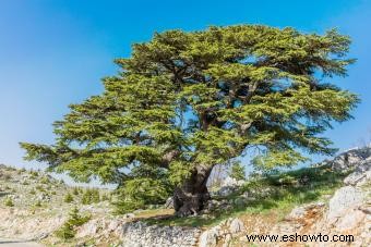 Árbol de cedro del Líbano