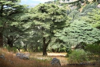 Árbol de cedro del Líbano