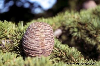 Árbol de cedro del Líbano