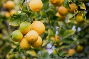 Cuidado del limonero:guía de cultivo en interiores y exteriores