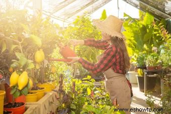 Cuidado del limonero:guía de cultivo en interiores y exteriores