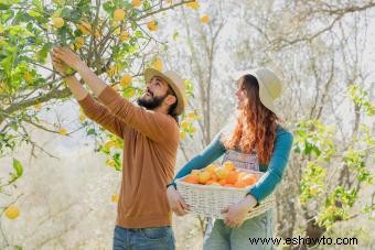 Cuidado del limonero:guía de cultivo en interiores y exteriores