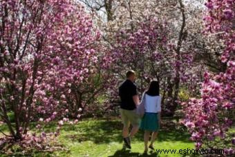 Árbol de Magnolia