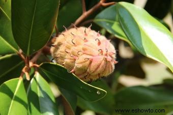 Árbol de Magnolia