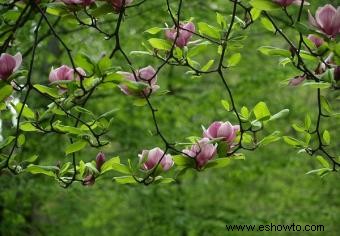 Árbol de Magnolia