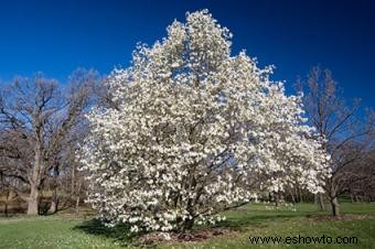 Árbol de Magnolia