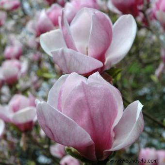 Árbol de Magnolia